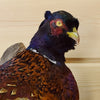 Pheasant Taxidermy for Sale