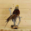 Pheasant Taxidermy Mount for Sale