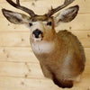 Taxidermied Mule Deer Head for Sale