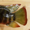 Red Breast Tilapia Reproduction Mount