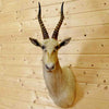 White Blesbok Taxidermy Mount for Sale