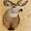 Mule Deer at Safariworks Taxidermy