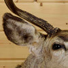 Mule Deer Taxidermy Mounts for Sale