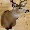 Mounted Mule Deer Head for Sale
