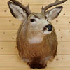 Mounted Mule Deer Head for Sale
