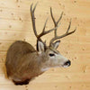 Taxidermied Mule Deer Head for Sale