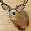 Mounted Deer Head for Sale