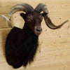 Mounted Sheep Head for Sale