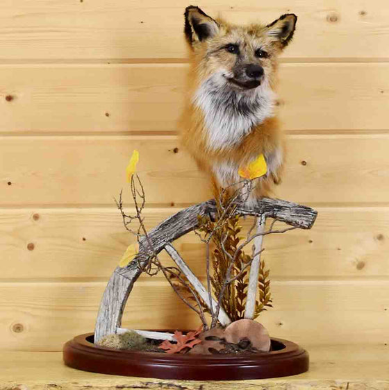 Red Fox Pedestal Taxidermy Mount for Sale