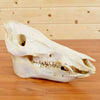 Red River Hog Skull for Sale