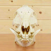 African Hog Skull for Sale - Red River