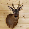 Mounted Roe Deer Head for Sale