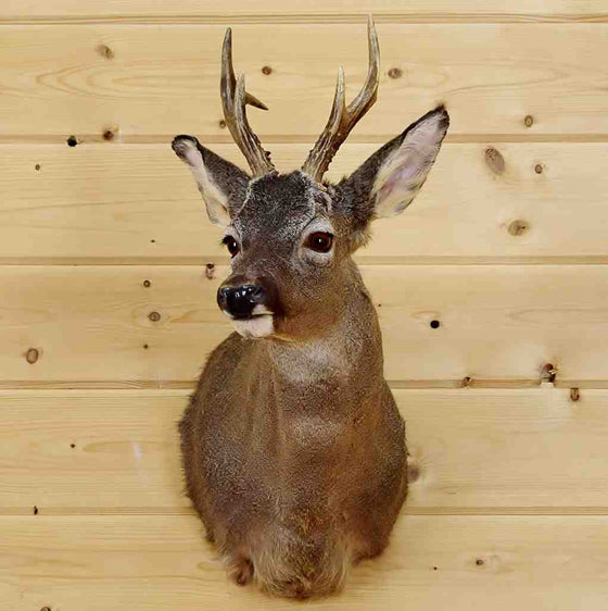 Roe Deer Head for Sale