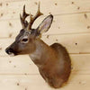 Taxidermied Roe Deer Head for Sale