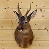 Roe Deer Taxidermy for Sale