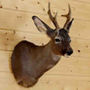 Roe Deer Mounts for Sale