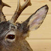 Roe Deer Taxidermy Shoulder Mount for Sale