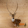 axis deer taxidermy mount for sale