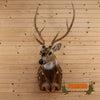 axis deer taxidermy shoulder mount for sale
