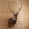 Premier Axis Deer Taxidermy Shoulder Mount for Sale SC2001