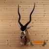 addax antelope taxidermy shoulder mount for sale
