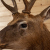 Premier Sika Deer Taxidermy Shoulder Mount SC2005