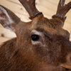 Premier Sika Deer Taxidermy Shoulder Mount SC2005