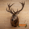 red stag deer elk taxidermy mount for sale