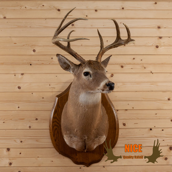 whitetail deer buck taxidermy shoulder mount plaque for sale