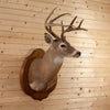 Nice Eight-Point Whitetail Buck Taxidermy Mount SC2009
