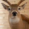 Nice Eight-Point Whitetail Buck Taxidermy Mount SC2009
