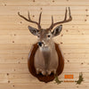 whitetail deer taxidermy shoulder mount for sale