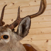 Seven-Point 3X4 Whitetail Buck Taxidermy Mount SC2010