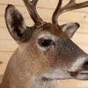 Eight Point Whitetail Buck Taxidermy Mount SC2012