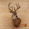 whitetail deer buck 9 point for sale