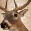 Excellent Nine Point 4X5 Whitetail Buck Taxidermy Mount SM2013