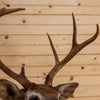 Nice 4X3 Seven-Point Whitetail Buck Taxidermy Mount SC2014