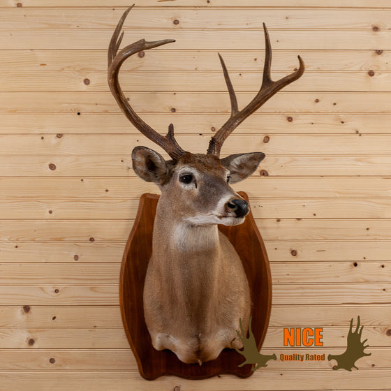 whitetail deer buck taxidermy shoulder mount plaque for sale