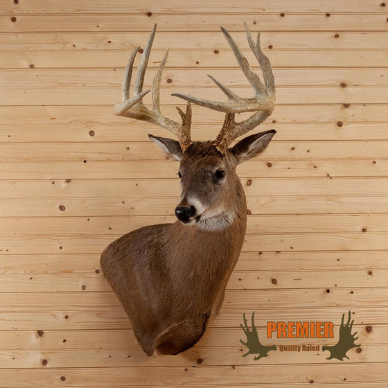 whitetail deer buck 13 point for sale
