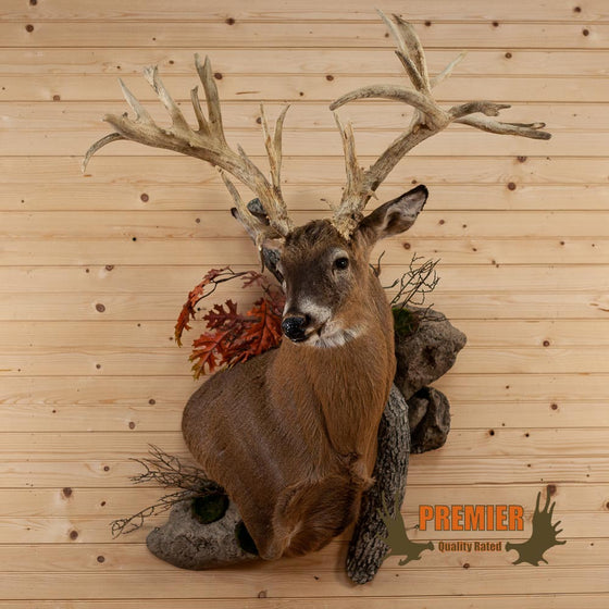giant whitetail deer buck 260" for sale