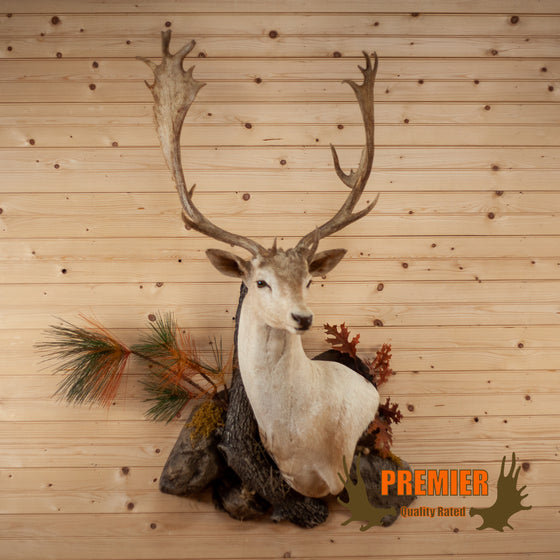 fallow deer taxidermy trophy mount for sale