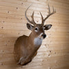 Nice Seven-Point 3X4 Whitetail Buck Taxidermy Mount SC2023