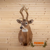 unique whitetail deer buck taxidermy shoulder mount for sale
