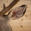 Premier 10 Point Trans-Pecos Mule Deer Buck Deer Taxidermy Shoulder Mount SC2025