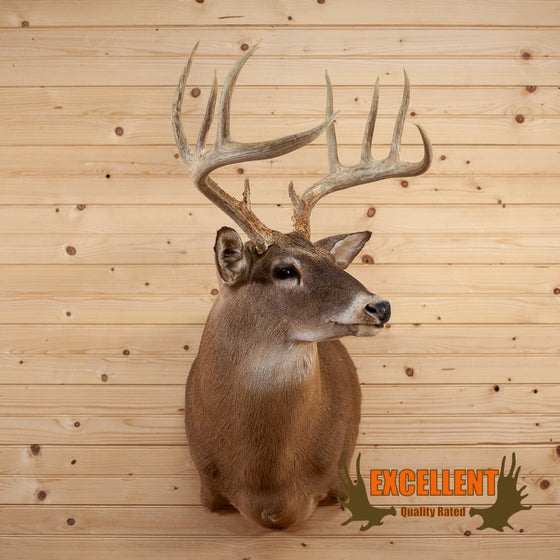 10 point whitetail deer buck taxidermy shoulder mount for sale