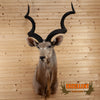 Excellent African Greater Kudu Taxidermy Mount SC9001