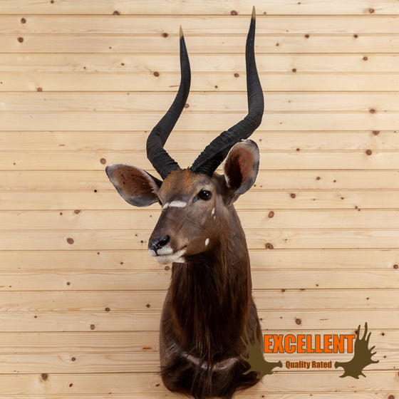african nyala taxidermy shoulder mount for sale