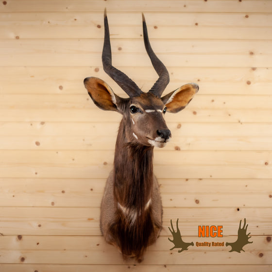 nyala african taxidermy shoulder mount for sale