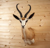 Excellent African Common Springbok Taxidermy Mount SR4008