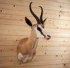 Excellent African Common Springbok Taxidermy Mount SR4008